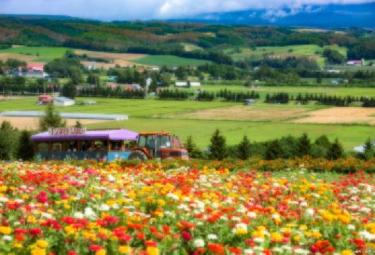 日本北海道森林精灵阳台一日游/行程可调-可定制多日游【精选热门景点，高效游玩不走回头路，深度了解文化内涵，贴心服务保障，轻松享受旅程，性价比超高的旅行。】
