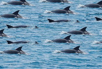 济州岛一日游海豚西南线小羊肖恩+山茶花+追海豚+挟才+涯月邑【济州岛本地导游，解决问题，安心 放心，海豚线】