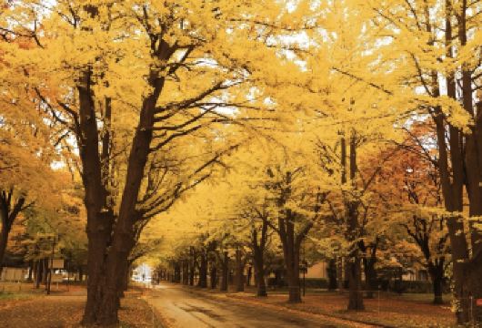 日本札幌北海道大学-北海道厅旧本厅舍可定制【北海道中文专车】【中文专车出行，景点灵活调整，打卡经典，游玩自己定义，无需等待，专属贴心服务，尽享惬意旅程】