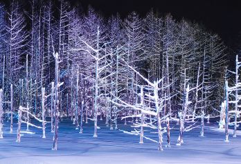 日本北海道美瑛青池+白须瀑布+旭山动物园【中文专车出行，贴心服务为您】