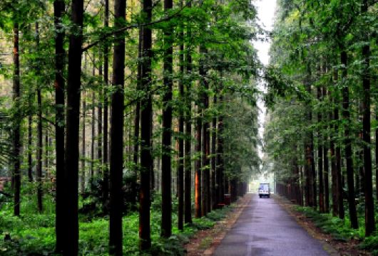 上海崇明岛一日游【包团自然景点可选择/品农家乐/民俗活动】【1.资深导游全程讲解，探秘崇明岛独特人文风情】