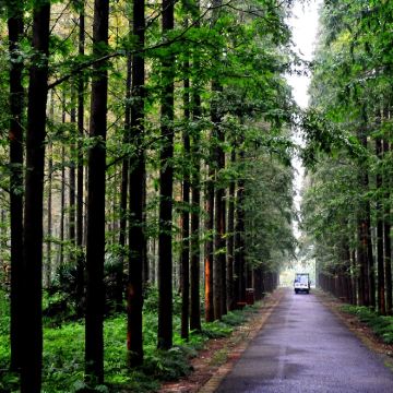 上海崇明岛一日游【包团自然景点可选择/品农家乐/民俗活动】