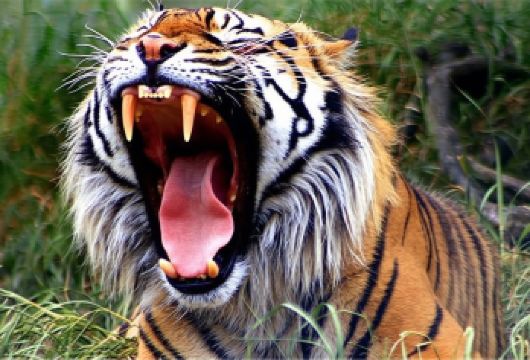 栾川竹海野生动物园一日【含往返车费+索道观虎车130自理】【可看熊猫馆】