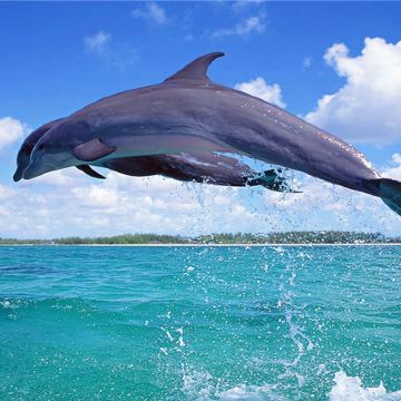 三娘湾看海豚+犀丽湾+乌雷村+仙岛公园/上门接送朋友式接待