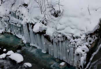 日本札幌往返+旭山动物园+白须瀑布+七星之树+青池/私家包车【专属客服和本地中文司机，一家一团包车】