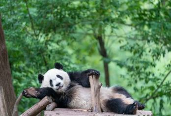 中国-成都大熊猫繁育研究基地半日游+中英文导游C【来成都和呆萌可爱的大熊猫来一场亲密接触！看它们吃竹子、打滚，简直萌化人心】