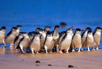 特价拼团·墨尔本企鹅岛+蒸汽火车一日游·限时有位团期需询客服【一日游览墨尔本企鹅岛+蒸汽火车·可选多团型·可选豪华车小团·需含餐请另外咨询】