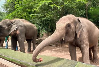 西双版纳野象谷+原始森林公园一日游|独立团|上门接|寻觅野象【[私家专享] 专属商旅车上门接送、专职司机兼旅游管家安全可靠】