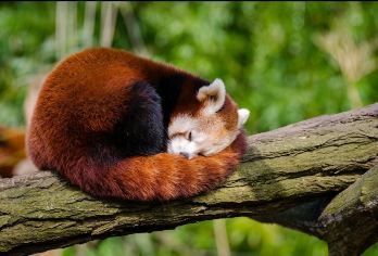 【私家团】熊猫谷+都江堰+仰天窝+夜景蓝眼泪一日游【1、[私家出行，不与陌生人拼团]】