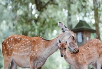 【遇见萌鹿】9人团丨京都奈良清水寺一日游【[精致小团]VIP小团给您舒适的体验、拒绝近50人的大巴车散拼团】