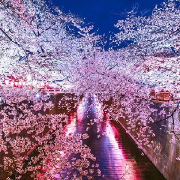 夜樱流光・东京市区赏樱探秘一日游，目黑川夜樱，含午餐