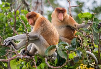 沙巴萤河红树林一日游【咔瓦/天空之镜红树林+沙滩日落萤火虫】【探寻野生长鼻猴，浪漫萤火虫，醉美天空之境日落晚霞之旅】