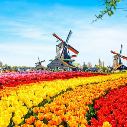 荷兰阿姆斯特丹羊角村+阿夫鲁戴克拦海大坝+赞瑟斯汉斯一日游