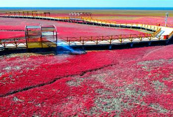 【天天发团】盘锦出发-红海滩廊道纯玩一日游（含门票＋景交）【方便，快捷，就是玩！成团率高，报名即能发团！游玩时间充足！】