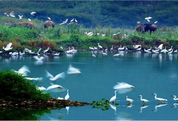 常德到花岩溪景区+龙凤湖游船一日游【四人起订】【做船游湖观白鹭看红尘最后一片净土】