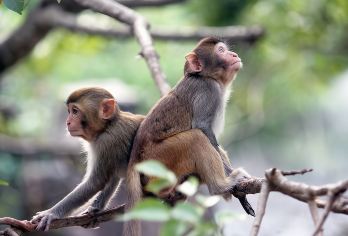 南湾猴岛生态旅游区+呆呆岛+分界洲岛一日游【三大门票】【含门票+上下船票+去上猴岛索道+接送】