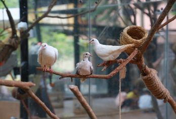 三亚海南槟榔谷黎苗文化旅游区一日游【2-8人私家团上门接送】【[2-8人私家团]不拼团都是独团专车、上门接送出发时间自由，几个人出游就选几人团2人起订。】