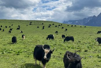 丽江玉龙雪山+牦牛坪+云杉坪一日游【淡季特惠+含两条索道！】【优质交通+商务小团+6-16人小团】