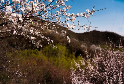 北京桃源仙谷自然风景区包车一日游【纯玩独立包车/上门接送】【鸳鸯戏水真优美 桃源湖里欲飘仙——桃源仙谷 观音大佛在桃源 八方游人望平安】