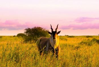 肯尼亚内罗毕+纳库鲁湖/火烈鸟+东非大裂谷/上门接送行程可调【内罗毕国家公园在肯尼亚内罗毕市中心以南8公里处，A104国道西侧，有一处120平方公里的热带草原和林】