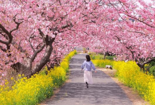 贵安平坝樱花园一日游【私家团包车游 | 纯玩 | 可定制】【打卡赏花圣地平坝樱花】