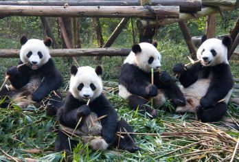 都江堰+熊猫基地丨熊猫谷丨熊猫乐园纯玩一日游【空调大巴团】【[品质承诺]亲子游必选，三环内免费接早，正规旅游车】