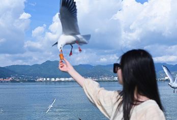 昆明市区包车一日游：市区景点任选+三环内免费接送+纯玩无购物【[实力保障]昆明一日游集团品质严选线路，拥有自己的车队、导游、司机，全程品质把控，专业一手资源】