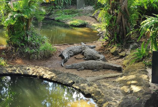 毛里求斯拉凡尼勒鳄鱼公园+大浪湾+自然桥+蓝湾一日游【不赶时间，行程轻松自由，一次打卡南部经典景点】