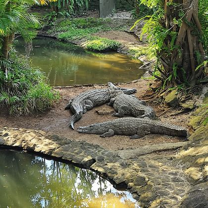 毛里求斯拉凡尼勒鳄鱼公园+大浪湾+自然桥+蓝湾一日游