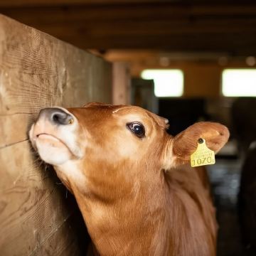 瑞士阿彭策尔一日游【精致小团/专业导游/参观奶酪巧克力工坊】