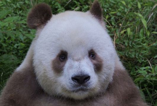 秦岭四宝科学公园+终南山古楼观一日游【四宝萌趣，古楼问道】【看棕色熊猫打滚，访老子讲经古地，一日游玩间藏着双倍惬意】