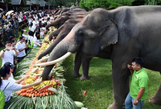【一单一团不拼车】云南西双版纳野象谷+原始森林公园一日游【[无需早起]睡醒出发，无需早起，晚出发，舒心纯玩，市区内师傅上酒店门口接送】