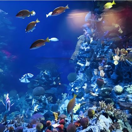 上海长风海洋世界，都市观光一日