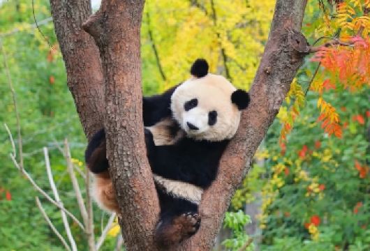 穿越三界一日游◆熊猫基地+三星堆+杜甫草堂【[纯玩服务]中文司机│舒适座驾│轻松省心│无需担心路线、停车、疲劳驾驶，可将更多精力用于游览体验】