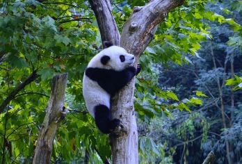 【2-8人精品团】乐山大佛+熊猫基地一日游 乐山大佛船游【[潮流新品优惠]始于颜值陷于品质丨高品质巨实惠丨门票全含丨真纯玩全程无自费丨乐山本地美食】