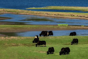 丽江“高地派对”：征服雪山、躺平草原、闯入古镇原宿【您的专属车辆全天待命，高原行程省去所有等车、拼车、赶路的焦虑。】
