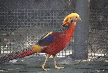 秦岭四宝科学公园+烟火巷子一日游【 休闲遛娃两不误 】【秦岭四宝科学公园是展示陕西省生态文明建设成果、展示秦岭生物多样性】