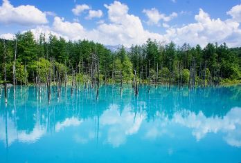 旭山动物园＆白须瀑布＆美瑛＆青池一日游|全程中文司导|【北海道热门景点一日游，每天发团！一人成团!】