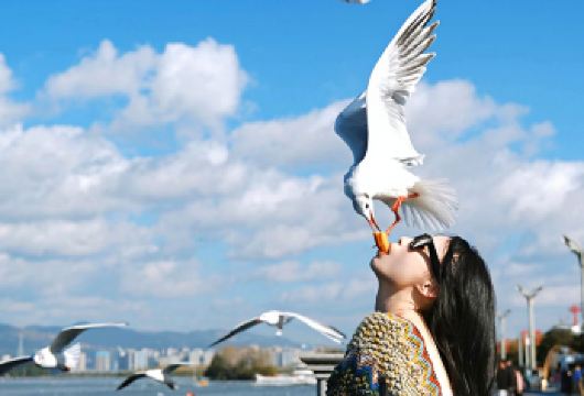 石林+滇池一日游：海鸥亲密互动+午餐+导游+纯玩无购物无自费【[品质纯玩]全程无购物无隐形消费，购物十倍赔偿、优享旅行，把时间都留给美景！】
