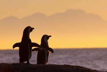 南非开普敦一日游｜好望角灯塔+企鹅海滩+查普曼峰 | 含午餐【探秘博尔德斯企鹅 colony 全球少数可近距离观赏野生企鹅之地，憨态可掬，亲子必打卡。】