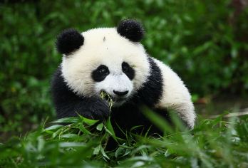 卧龙神树坪一日游包车游含车辆全程费用&品质纯玩&三环内免接送【[省心游览]区别于大团把时间浪费在路上，睡安逸再出发，客服全程24H管家服务】