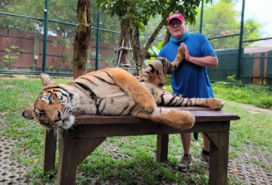 可选中/英司导包车8小时｜芭东+老虎王国+普吉镇+神仙半岛【已包含老虎王国景区大门票，如需升级与老虎合照请联系客服~】