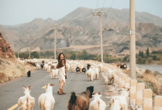 宁夏银川中卫沙坡头+腾格里沙漠+66号公路一日游【纯玩无购】【[VIP专属]1人起订，1人可发团；】