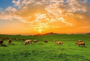腾冲东山草原+绮罗古镇+翡翠博物馆一日游可升级洞山杜鹃王温泉【[幽幽东山]打卡草原新体验，在草地上与牛羊为伴，感受大自然的宁静和纯真；】