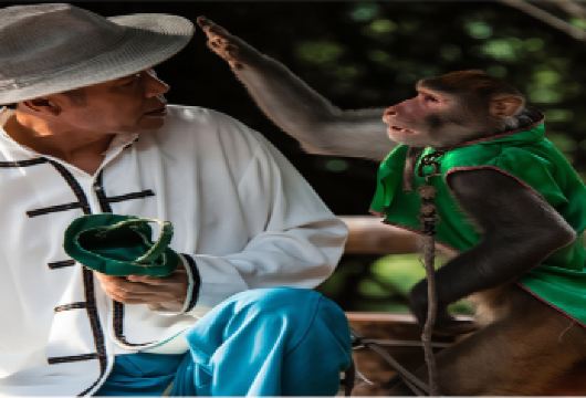 三亚猴岛公园+呆呆岛一日游【含双景区门票索道亲子游童趣无限】【猴岛+呆呆岛大巴团包含往返大巴、猴岛门票、跨海索道、摆渡车、返程轮渡，价格实惠定点集合】