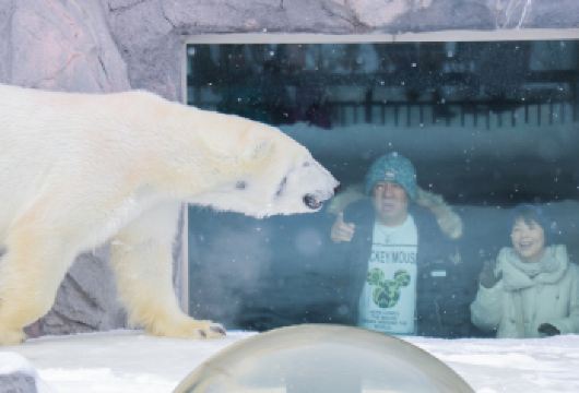 【9人小团】北海道旭山动物园森林精灵露台一日游 上门接送【美瑛冬季网红树巡礼+赠送动物园门票】