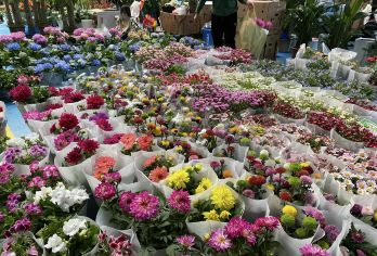 昆明滇池+西山风景区+海埂公园+官渡古镇+斗南花市 一单一团【独立私家团：保证游玩时间，不赶时间】