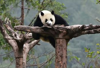 都江堰+神树坪一日游【1单1团·赠盖碗茶·纯玩·三环内接送】【[赠送正宗四川盖碗茶]品都江堰景区内茶舍盖碗茶，放慢游玩脚步，有山有水有茶，感受巴蜀文化！】