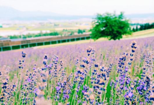 日本北海道富田农场+青池一日游/行程可调-可定制多日游【精选热门景点，高效游玩不走回头路，深度了解文化内涵，贴心服务保障，轻松享受旅程，性价比超高的旅行。】