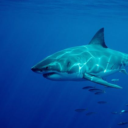 【开普敦含接送】高斯湾野生鲨鱼观鲨+笼潜体验一日游